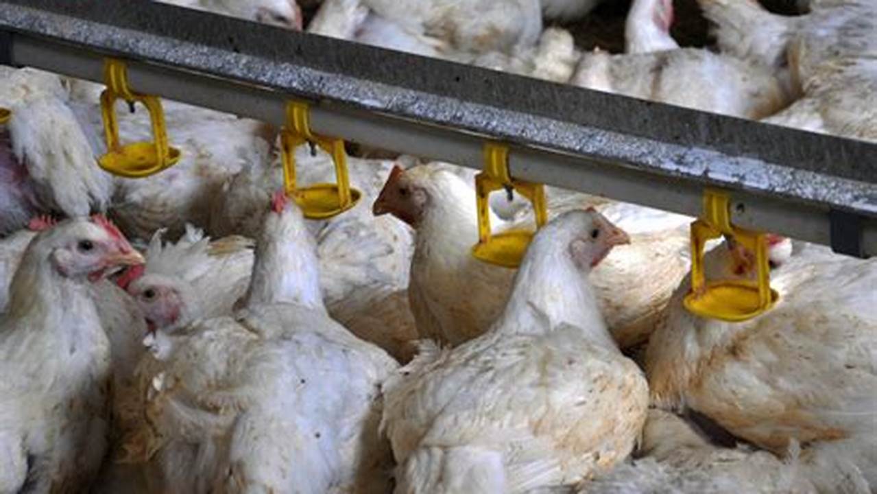 Panduan Lengkap: Cara Ternak Ayam Potong Agar Lebih Cepat Besar