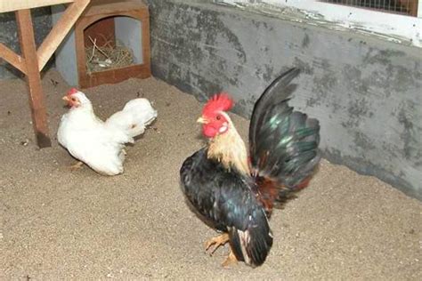 Panduan Lengkap Beternak Ayam Serama untuk Pemula