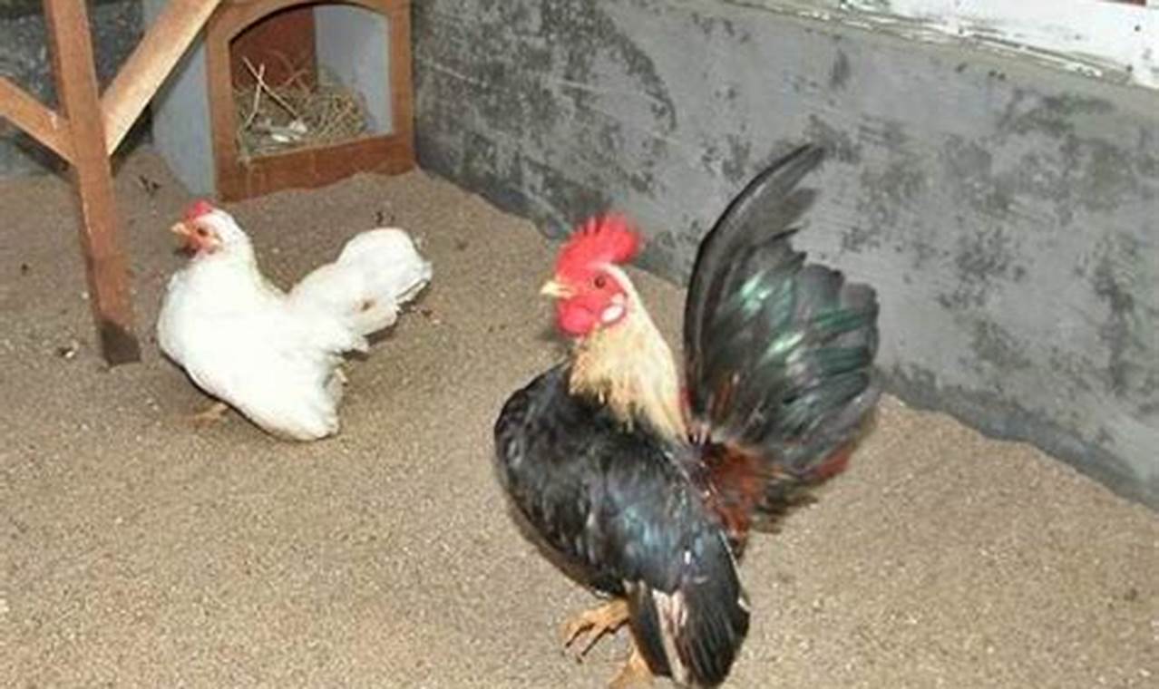 Panduan Lengkap Beternak Ayam Serama untuk Pemula