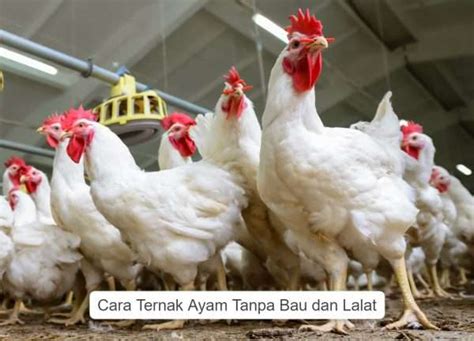 Cara Ternak Ayam Sehat dan Bebas Bau