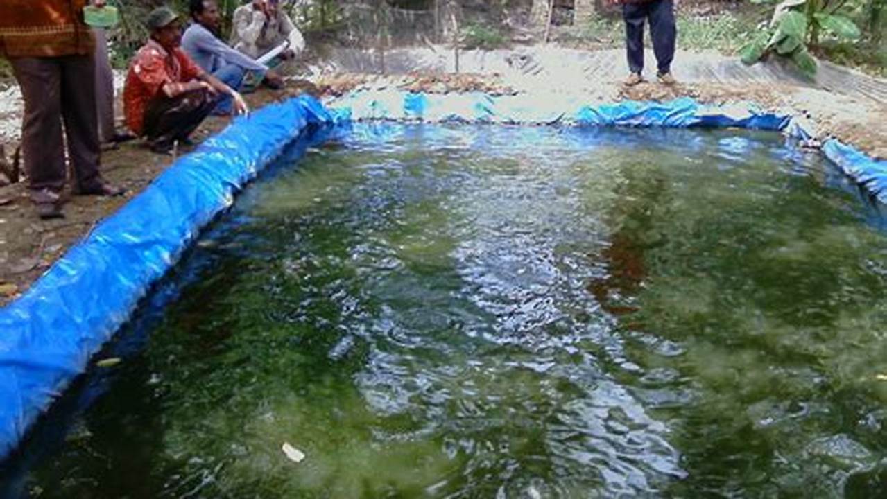 Panduan Lengkap Cara Beternak Ikan Bawal di Kolam Terpal