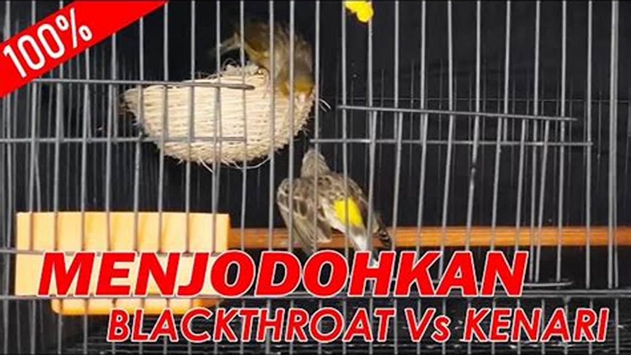 Cara Praktis Ternak Blackthroat dengan Kenari untuk Kicauan Merdu