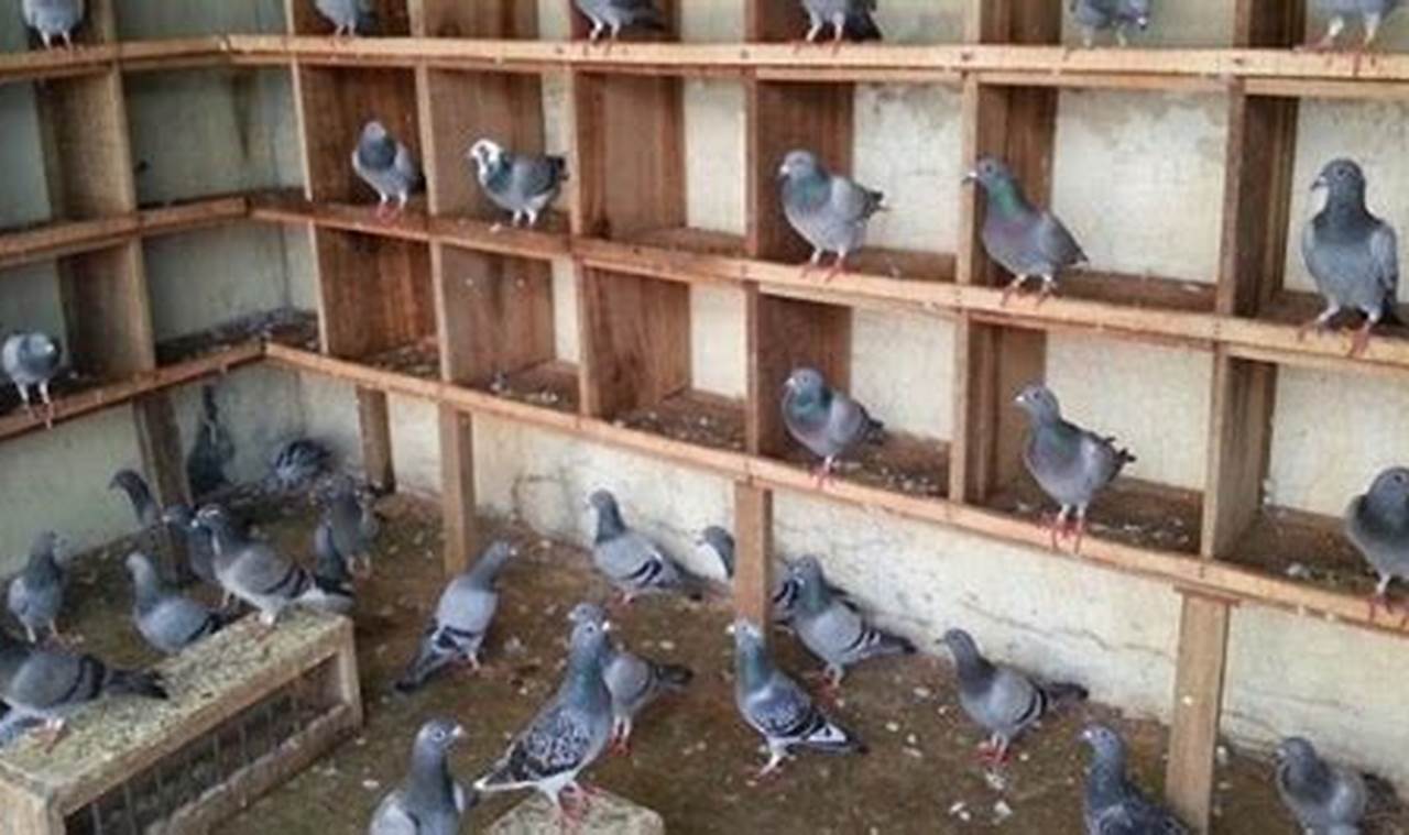Panduan Lengkap: Cara Ternak Burung Dara dalam Kandang untuk Pemula