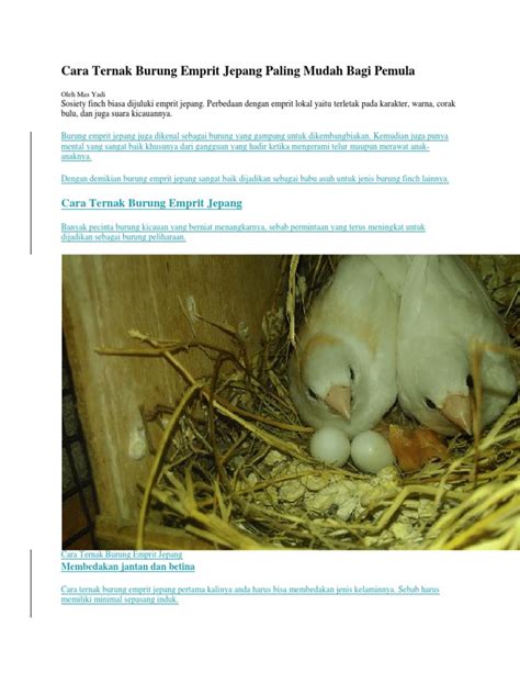 Panduan Lengkap: Cara Beternak Burung Emprit Jepang Sukses