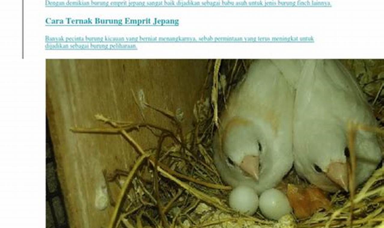 Panduan Lengkap: Cara Beternak Burung Emprit Jepang Sukses