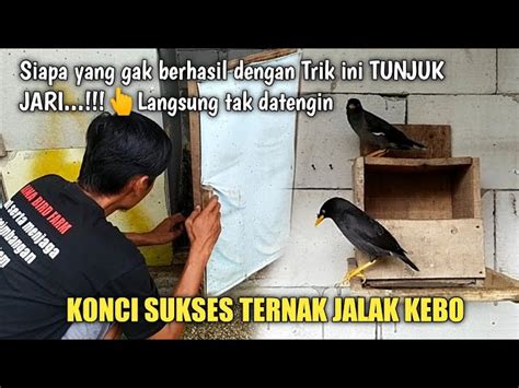 Panduan Lengkap Cara Beternak Burung Jalak Kebo