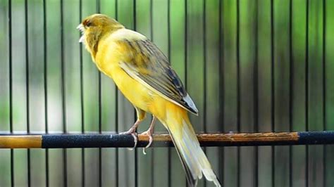 Panduan Lengkap Cara Beternak Burung Kenari untuk Pemula