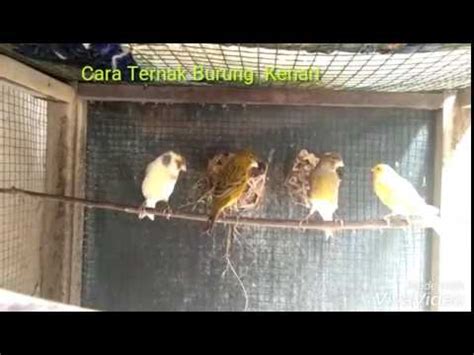 Rahasia Sukses Beternak Burung Kenari Secara Koloni