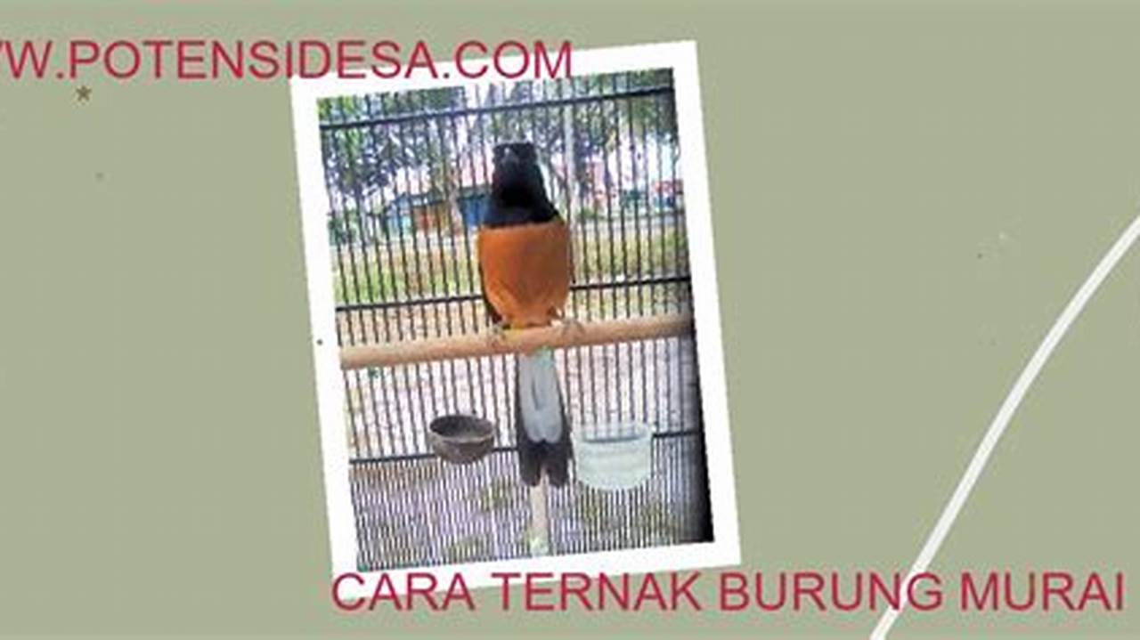 Panduan Lengkap: Cara Ternak Burung Murai yang Baik dan Benar