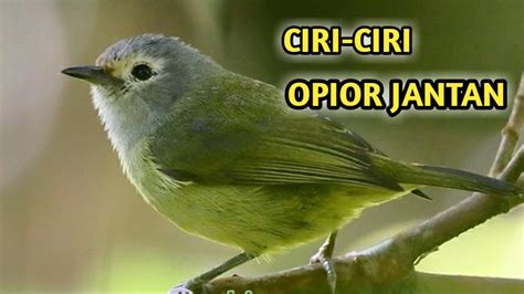 Panduan Lengkap: Cara Ternak Burung Opior Jawa untuk Pemula