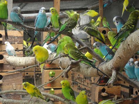 Panduan Lengkap: Cara Ternak Burung Parkit Lokal untuk Pemula