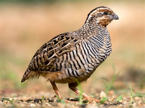 Panduan Lengkap Cara Sukses Beternak Burung Puyuh Liar