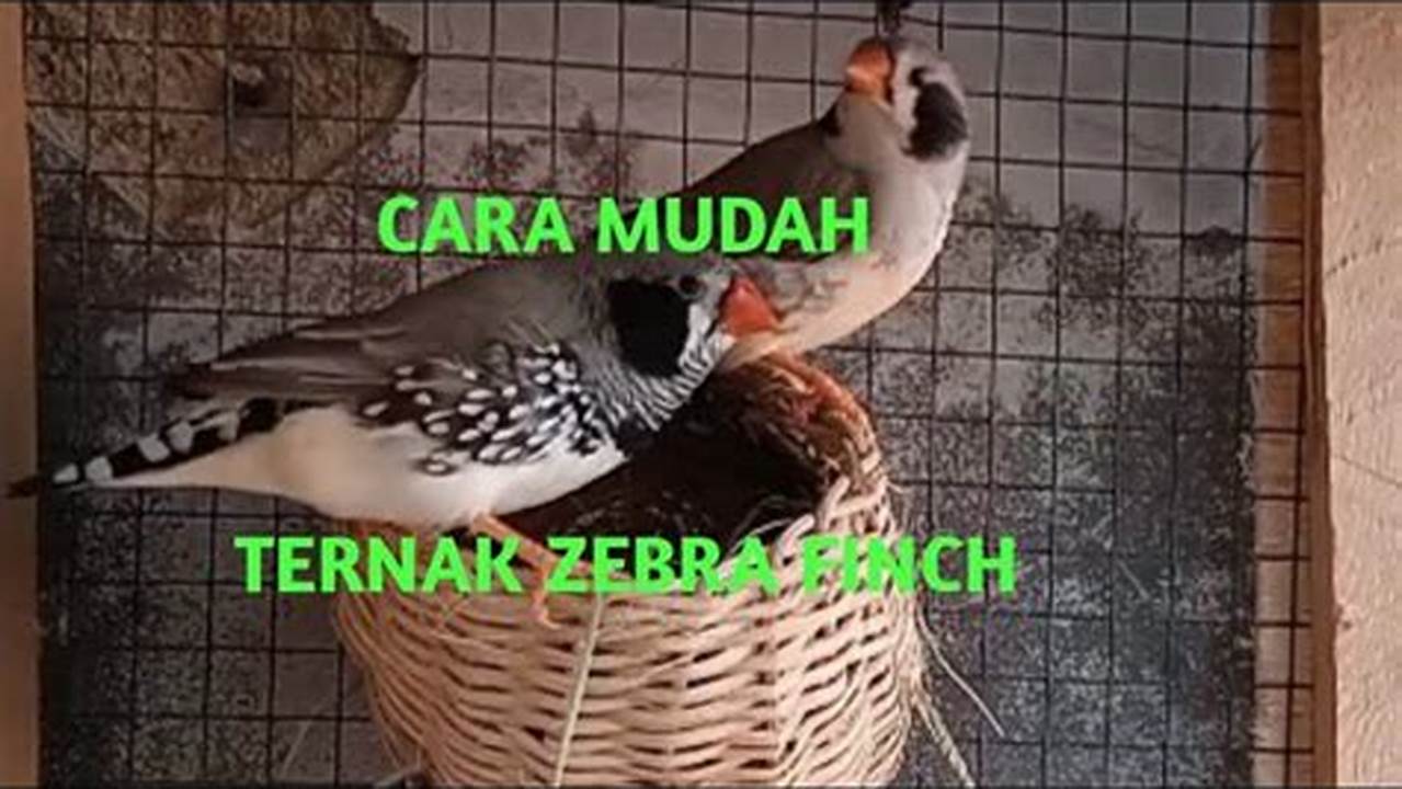 Panduan Lengkap Cara Beternak Burung Zebra Finch