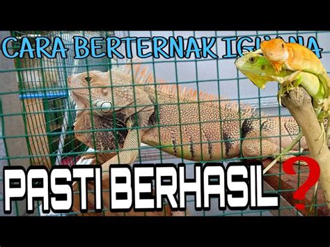 Panduan Lengkap Cara Beternak Iguana Bagi Pemula