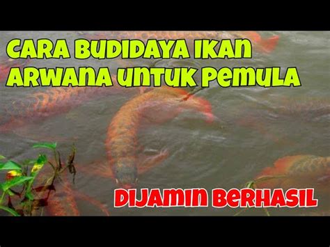 Panduan Lengkap: Cara Ternak Ikan Arwana di Akuarium