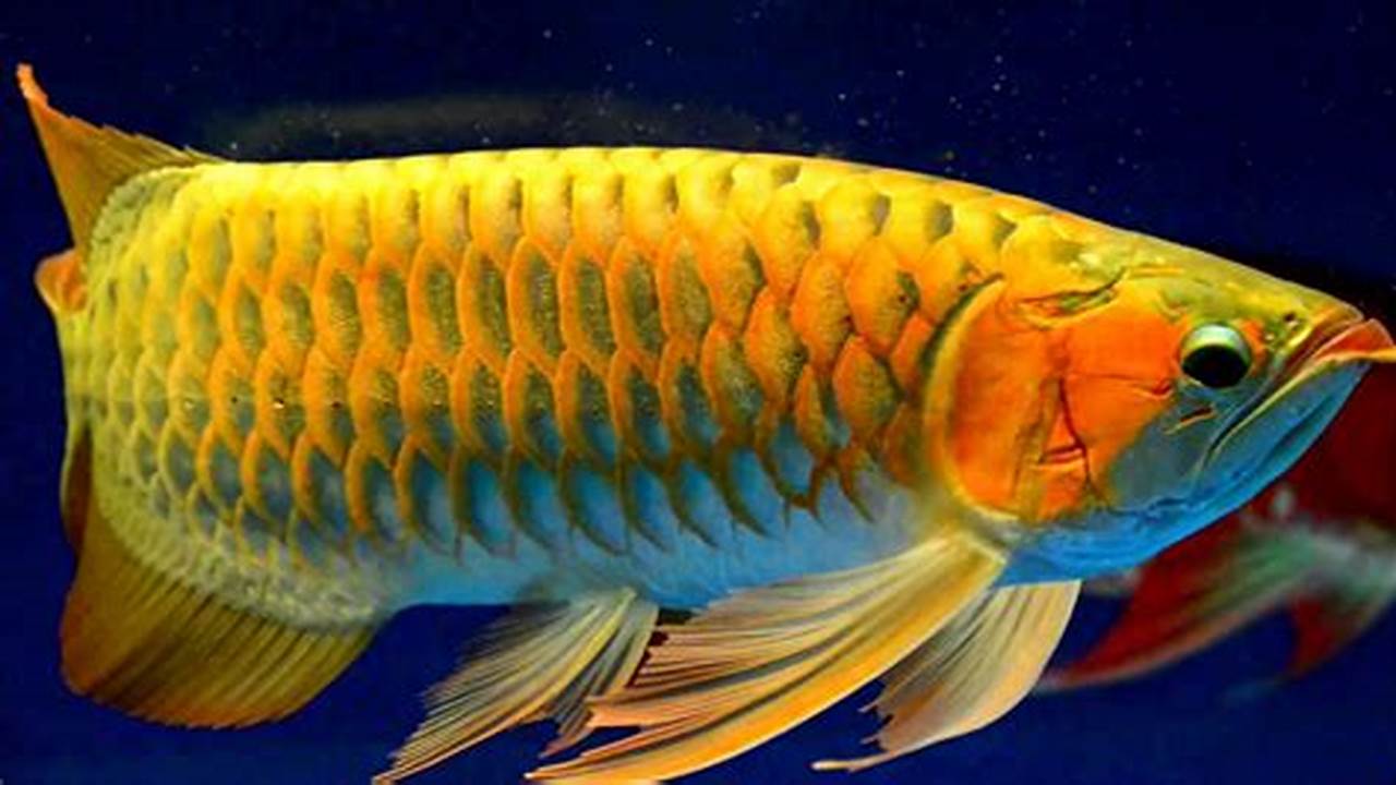 Rahasia Budidaya Ikan Arwana Hias yang Terbukti Sukses, Dijamin Cuan!