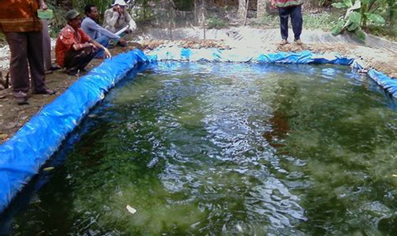 Cara Mudah Beternak Ikan Bawal Air Tawar