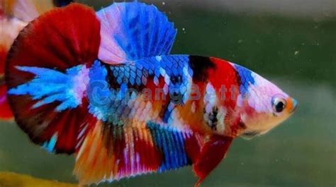 Harga Ikan Cupang Avatar Sepasang CUPANG SAKINAH