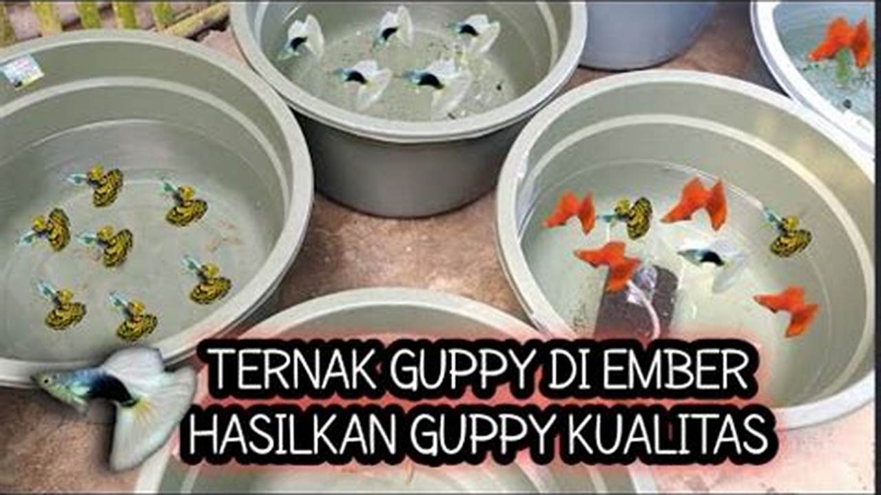 Cara Mudah Beternak Ikan Guppy di Ember