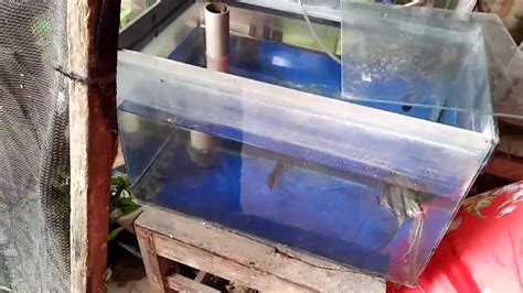 Panduan Lengkap Cara Membudidayakan Ikan Hias Manfish