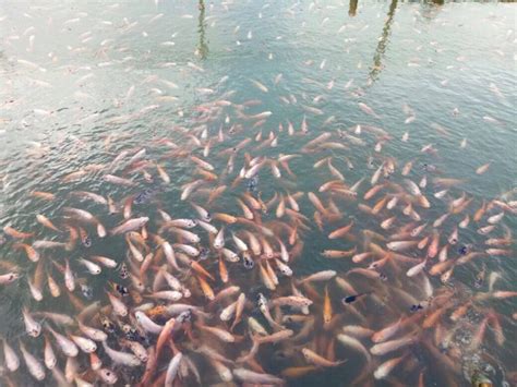 Panduan Beternak Ikan Nila untuk Keuntungan Maksimal