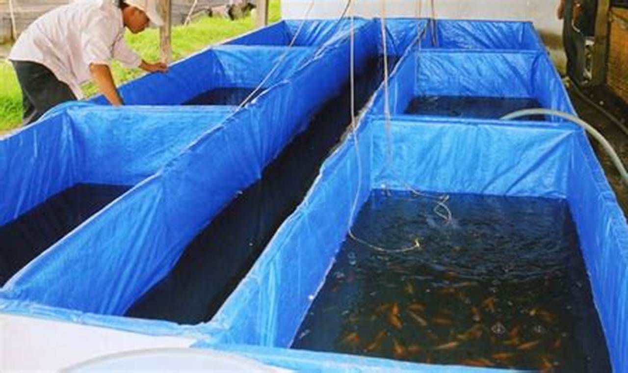 Panduan Lengkap Ternak Ikan Koi di Kolam Terpal
