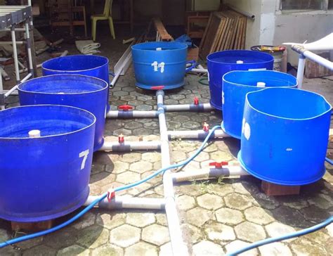 Panduan Lengkap: Cara Beternak Ikan Lele dalam Drum