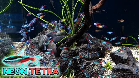 Panduan Lengkap Beternak Ikan Neon Tetra untuk Keuntungan Maksimal