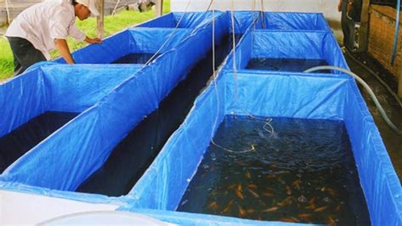 Panduan Lengkap Cara Beternak Ikan Nila dengan Terpal