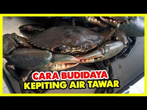 Panduan Lengkap Cara Beternak Kepiting Air Tawar untuk Pemula