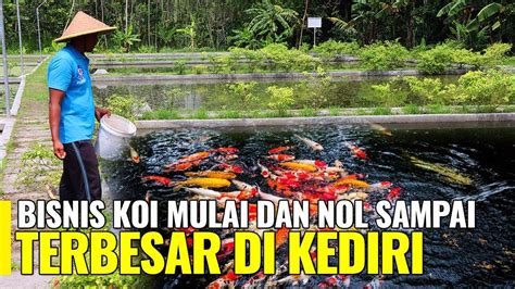 Panduan Lengkap Cara Ternak Ikan Koi di Lahan Sempit