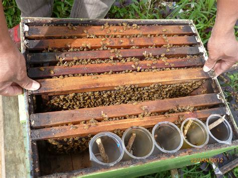 Panduan Lengkap Cara Ternak Lebah Madu untuk Pemula