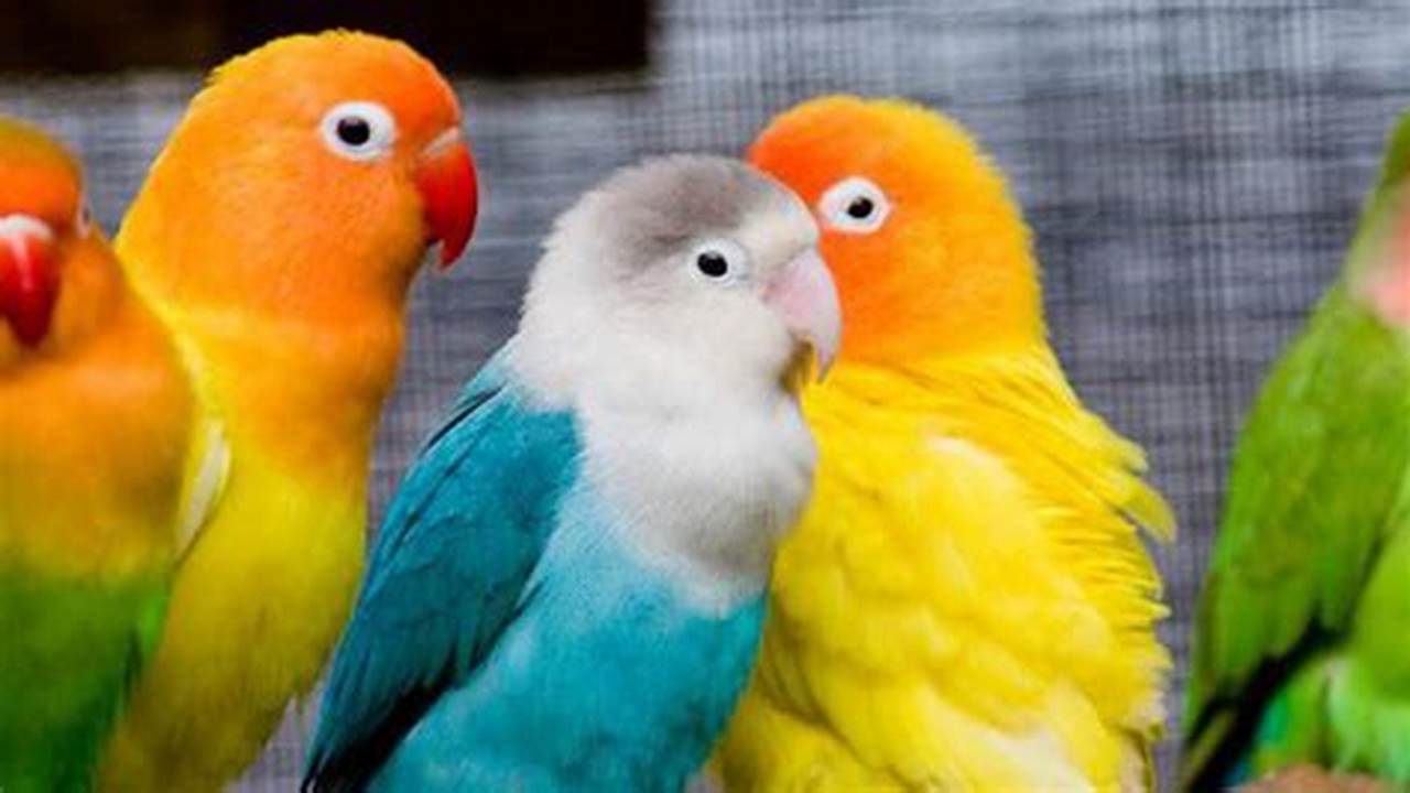 Panduan Lengkap Cara Ternak Lovebird untuk Pemula