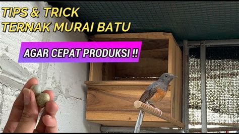 Panduan Lengkap: Cara Beternak Murai Batu untuk Pemula