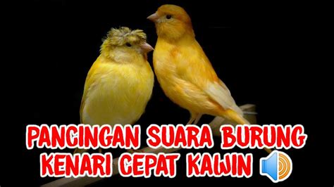 Cara Jitu Mempercepat Perkawinan Burung Kenari