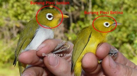 Cara Mudah Mengenali Perbedaan Burung Pleci Jantan dan Betina