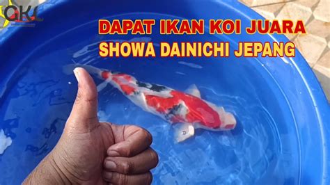 Rahasia Memilih Ikan Koi Terbaik dari Jepang, Dijamin Berkualitas!