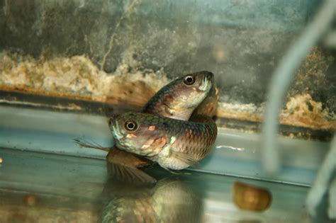 Rahasia Budidaya Ikan Cupang: Temukan Trik dan Rahasianya!