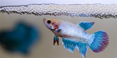 Cara Mengawinkan Ikan Cupang Agar Cepat Bertelur Harga Jual Cupang