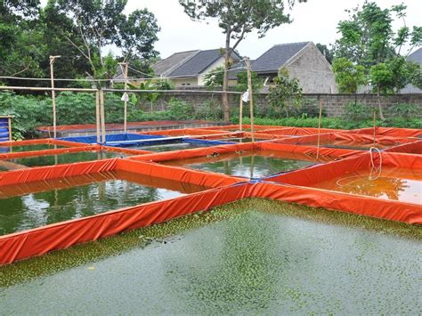 Panduan Lengkap Cara Beternak Lele Kolam Terpal