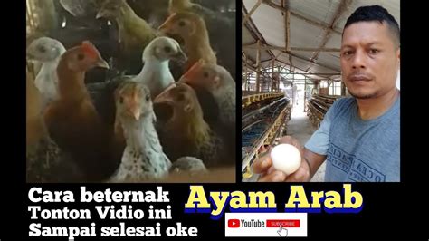Panduan Lengkap Beternak Ayam Arab Petelur