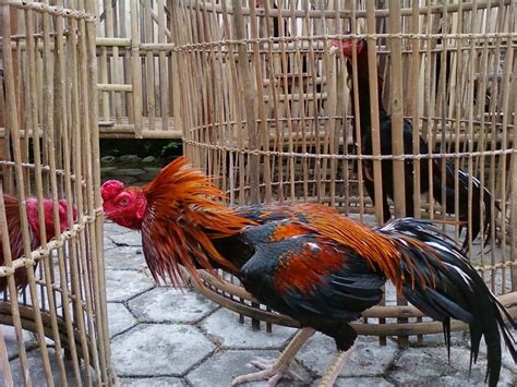 Cara Cepat Membesarkan Ayam Bangkok
