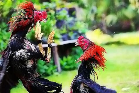 Cara Ampuh Beternak Ayam Bangkok Super Berkualitas