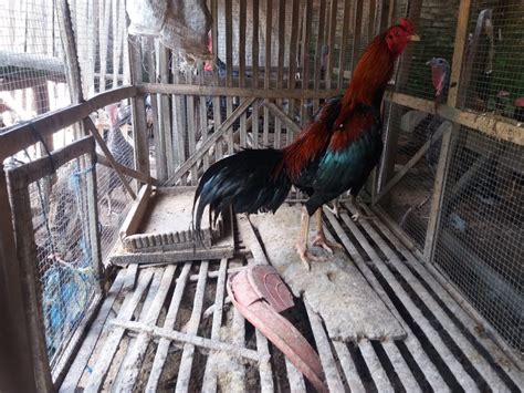 Panduan Lengkap: Cara Beternak Ayam Bangkok yang Menguntungkan