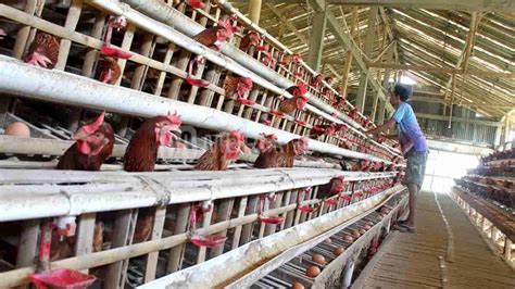 Panduan Lengkap Beternak Ayam Broiler Bagi Pemula