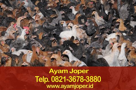 Panduan Lengkap: Cara Sukses Beternak Ayam Jawa Super