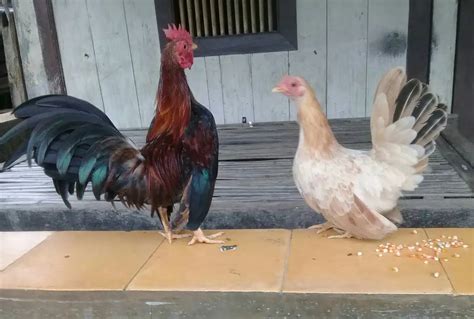 Panduan Komprehensif: Cara Beternak Ayam Kate Serama bagi Pemula