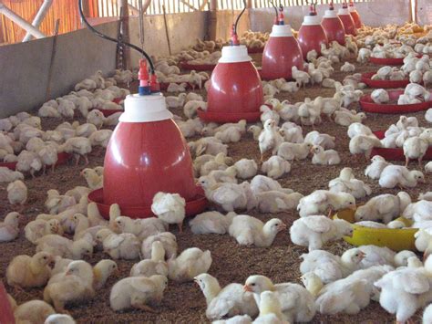 Panduan Lengkap: Cara Jitu Beternak Ayam Pedaging