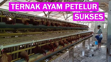 Cara Tepat Beternak Ayam Petelur Skala Kecil