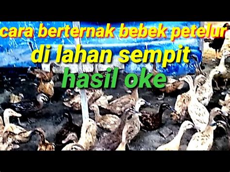 Panduan Beternak Bebek Petelur di Lahan Sempit untuk Pemula